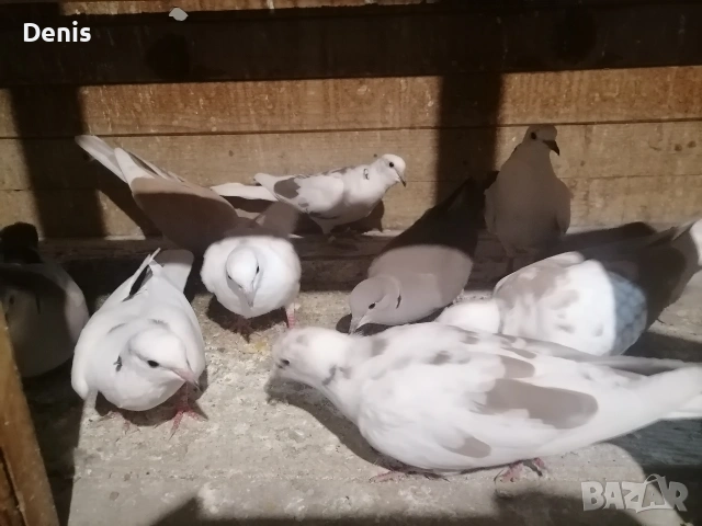 Гугутки смеещисе , снимка 2 - други­ - 54304990