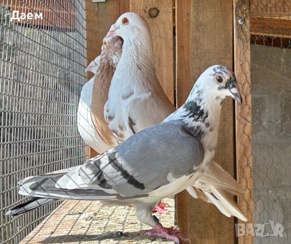 Мардини за игра и Спортни Пощи, снимка 10 - Гълъби - 54296862