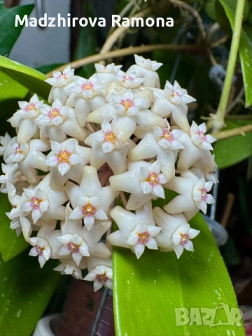 Hoya Хоя Parasitica Gps 206