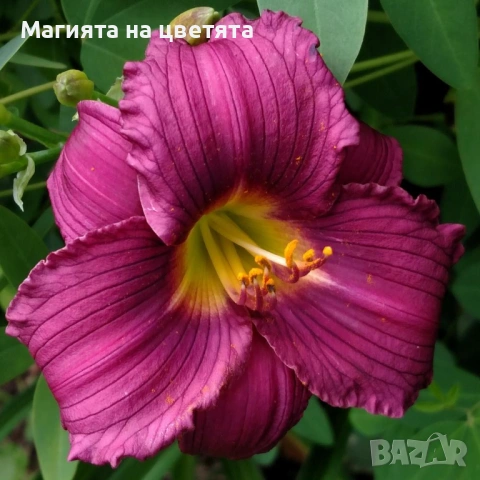 Хемерокалис Little grapette корен