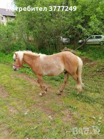 Продавам кончета, снимка 4 - Коне - 54482977
