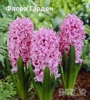 Луковици ЗЮМБЮЛ - Предварителни поръчки, снимка 3 - Градински цветя и растения - 51033126