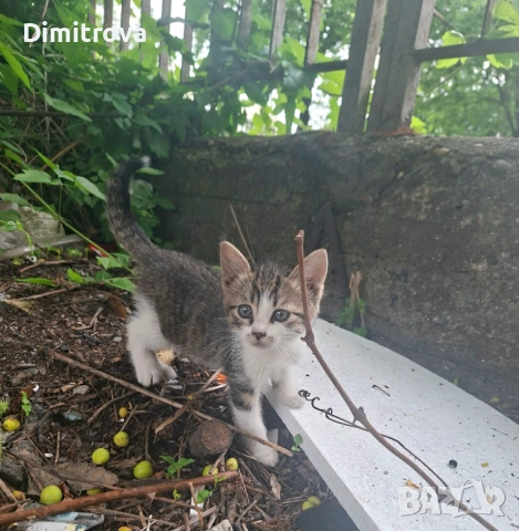 Котета търсят дом, снимка 8 - Други - 54756003