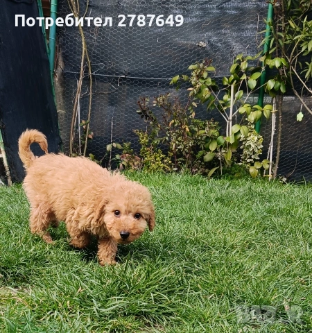 Кавапу, снимка 6 - Пудели - 53989489