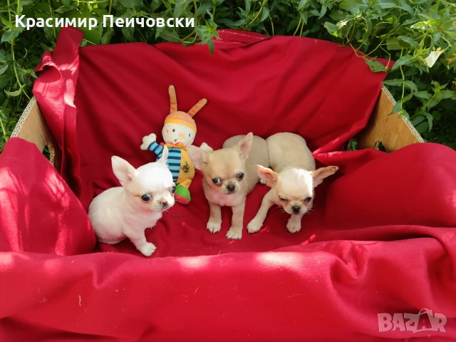 предлагам чихуахуа. , снимка 4 - Чихуахуа - 55112173