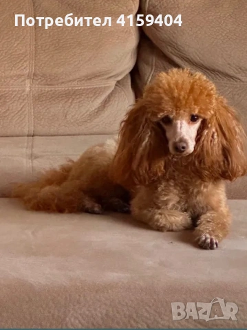 Той Пудел / Toy Poodle, снимка 4 - Пудели - 54672145