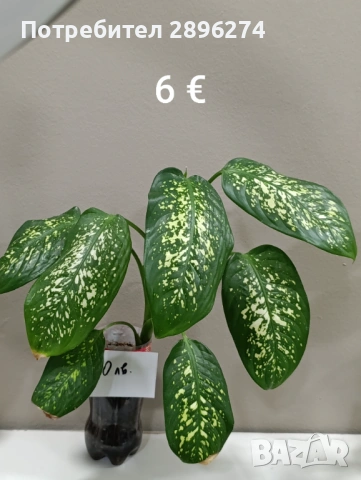  Дифенбахия, Сентполия, Алое вера, снимка 13 - Стайни растения - 46264327
