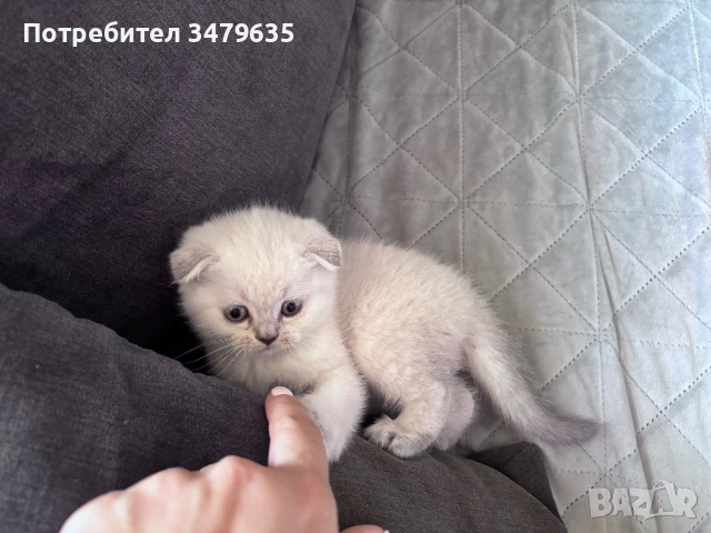 Шотландски/ британски котета , снимка 6 - Други - 54579117