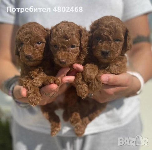 красиви мъжки и женски кученца пудел, снимка 4 - Пудели - 54673010