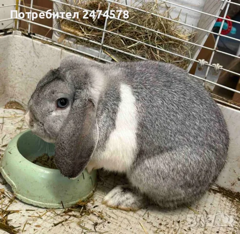 Продавам клепоухо зайче с клетка