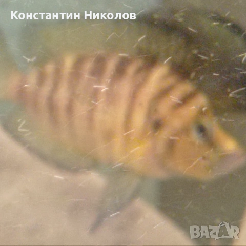 Calvus yellow, снимка 1 - Аквариуми - 54885922