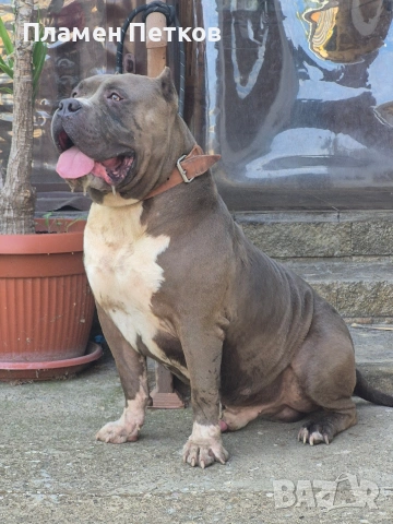 Американско були , снимка 13 - Питбул - 54315310