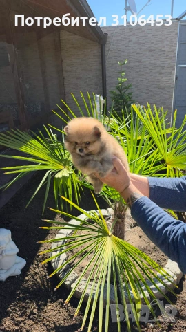 Померан pomeranian, снимка 4 - Померан - 55005663