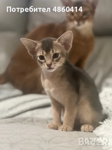 Абисинско котенце , снимка 6 - Други - 54957358