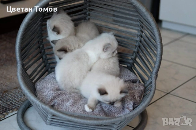 Чистокръвни котенца РАГДОЛ търсят своите любящи семейства!, снимка 8 - Други - 54919101