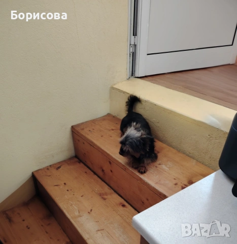 йоркширски териер,йорки, снимка 4 - Йоркширски териер - 55016452