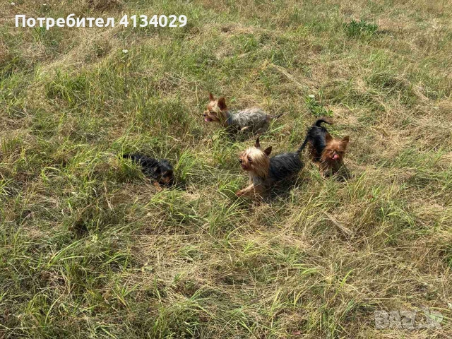 Женско мини йорки на 3 месеца, снимка 13 - Йоркширски териер - 55235244