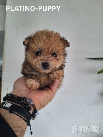 Женско померанче, снимка 5 - Померан - 54199861