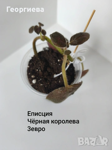 еписция, снимка 2 - Стайни растения - 54716801