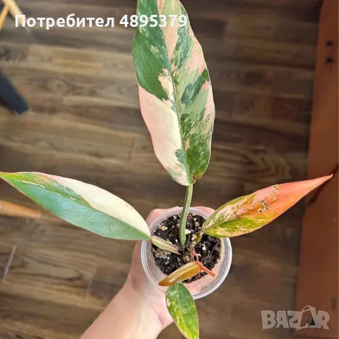 Philodendron Caramel Marble Variegata, снимка 2 - Стайни растения - 55395533