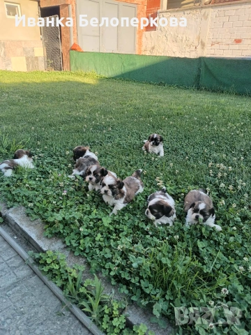Продавам кученца ши тцу, снимка 2 - Ши Тцу - 54982955