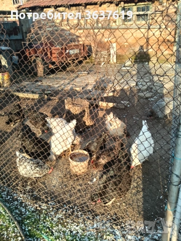Продавам кокошки
