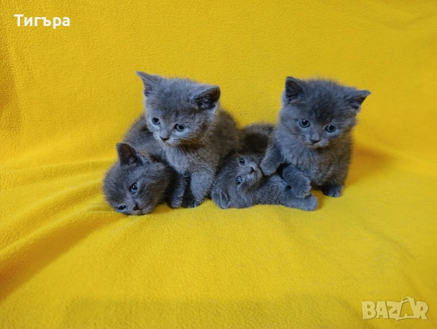 Котета - порода Руска синя котка !, снимка 9 - Руска синя котка - 54482650