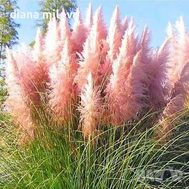 Пампаска трева розова, Cortaderia Sellona Roseа, снимка 3 - Градински цветя и растения - 55337096