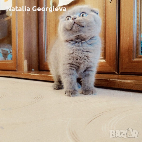 Шотландски котенца, снимка 4 - Британска късокосместа - 54298904