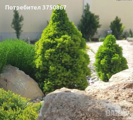 🌲🌲🌲 Picea glauca 'Conica' – Декоративен смърч Коника (джудже), снимка 2 - Градински цветя и растения - 55395318