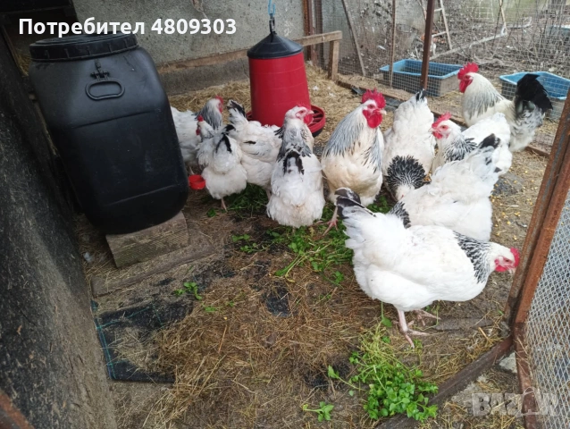 Селски кокошки ., снимка 6 - Кокошки и пуйки - 55176523
