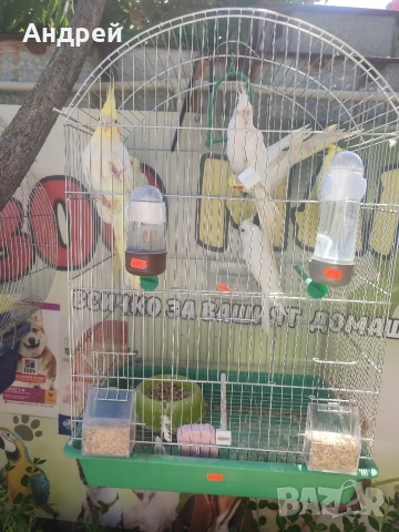 Папагали Корела Топ качество , снимка 9 - Папагали - 54986251