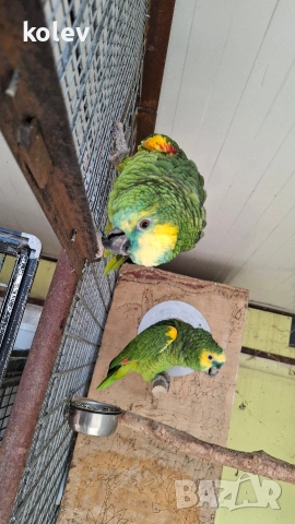 Папагали Синьочела амазона/бебета, снимка 8 - Папагали - 54095247