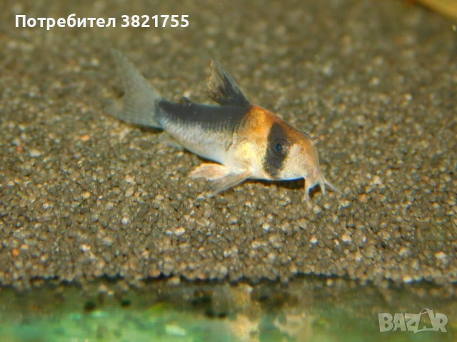 Сомче, сомче corydoras duplicareus, снимка 3 - Рибки - 55246434