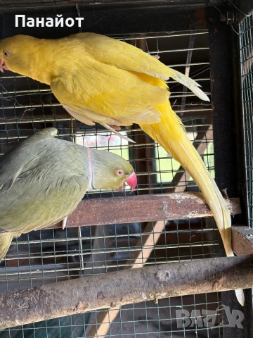 Зрели Малки Александъри, снимка 4 - Папагали - 53981116