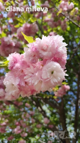 Японска Вишна Канзан, Сакура, Prunus Serrulata Kanzan, снимка 5 - Градински цветя и растения - 55161099