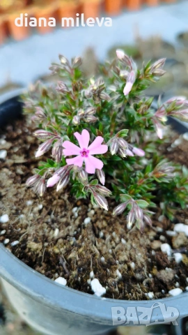 Флокс,  Phlox sub. Zwergenteppich, почвопокривен, многогодишен, студоустойчив, снимка 4 - Градински цветя и растения - 53991194