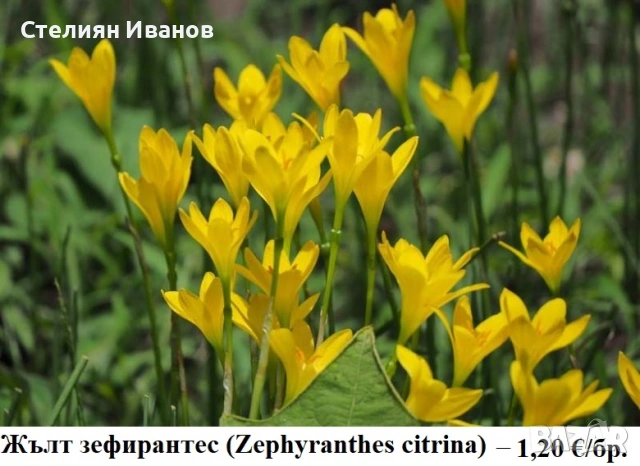 Жълт зефирантес (Zephyranthes citrina) – луковички, снимка 1 - Сортови семена и луковици - 53656156