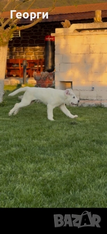 Алабай (Средноазиатска овчарка), снимка 5 - Алабай - 54258626