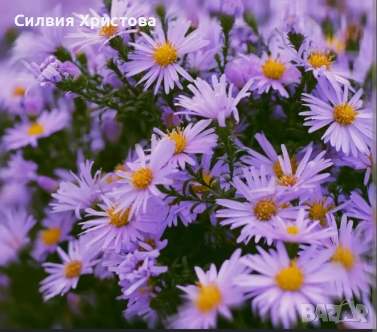 Продавам Астра