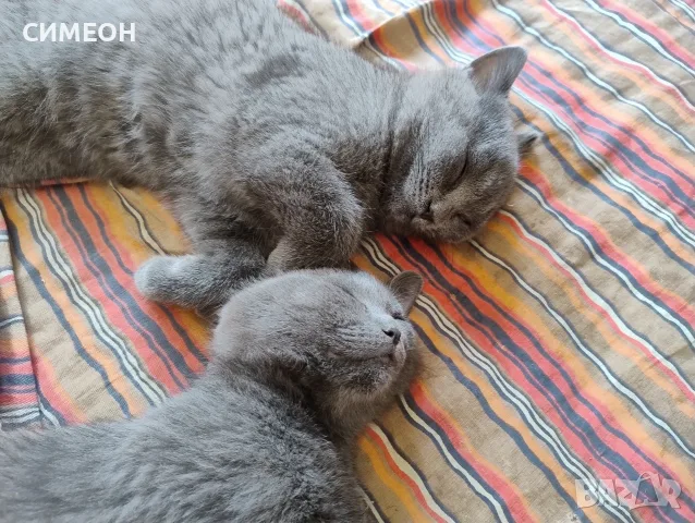 Продавам 2 късокосмести британчета-1момиченце и 1момченце, снимка 8 - Британска късокосместа - 55349751