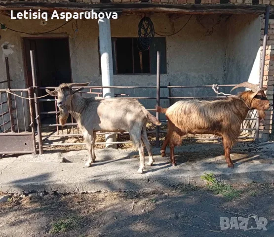 Продавам пръчове, снимка 3 - Кози - 55486105