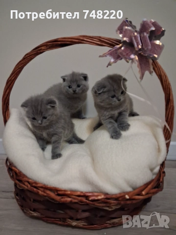 Шотландски клепоухи котета