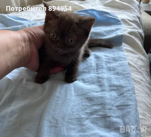 Три братчета и две сестричета. Вече сме две братчета и едно сестриче, снимка 6 - Британска късокосместа - 55319079