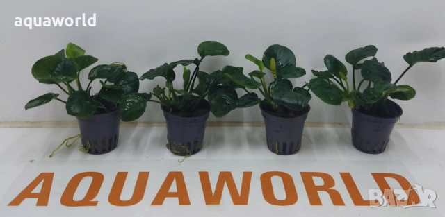 АНУБИАС COIN LEAF