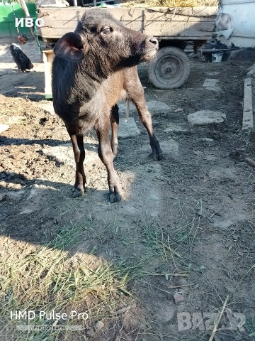 селскостопански животни , снимка 5 - Крави - 54595902