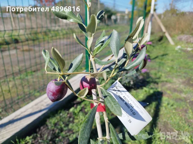 Нова къща гр. Бургас, кв. Банево, в. з. Острица, снимка 2 - Къщи - 55411063