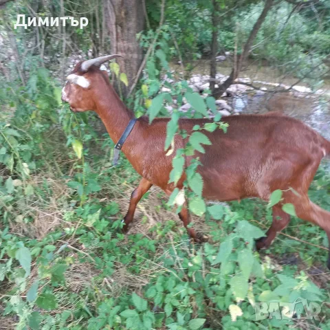 Три кози и 4 ярета, снимка 9 - Кози - 55420932