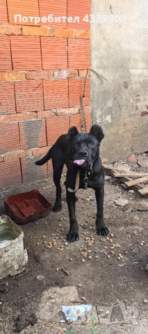 cana corsa cinsi köpegim satılık 4aylıktır tüm asılları yapık, снимка 3 - Кане корсо - 55493971