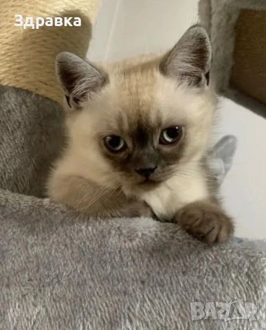  Колор пойнт бебета 